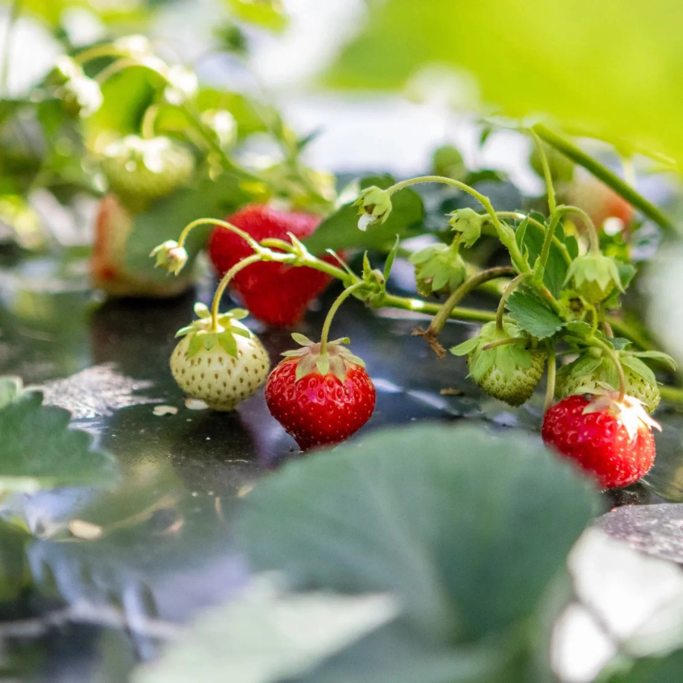 Fresh ripe and unripe strawberries growing on a plant, green leaves in natural sunlight