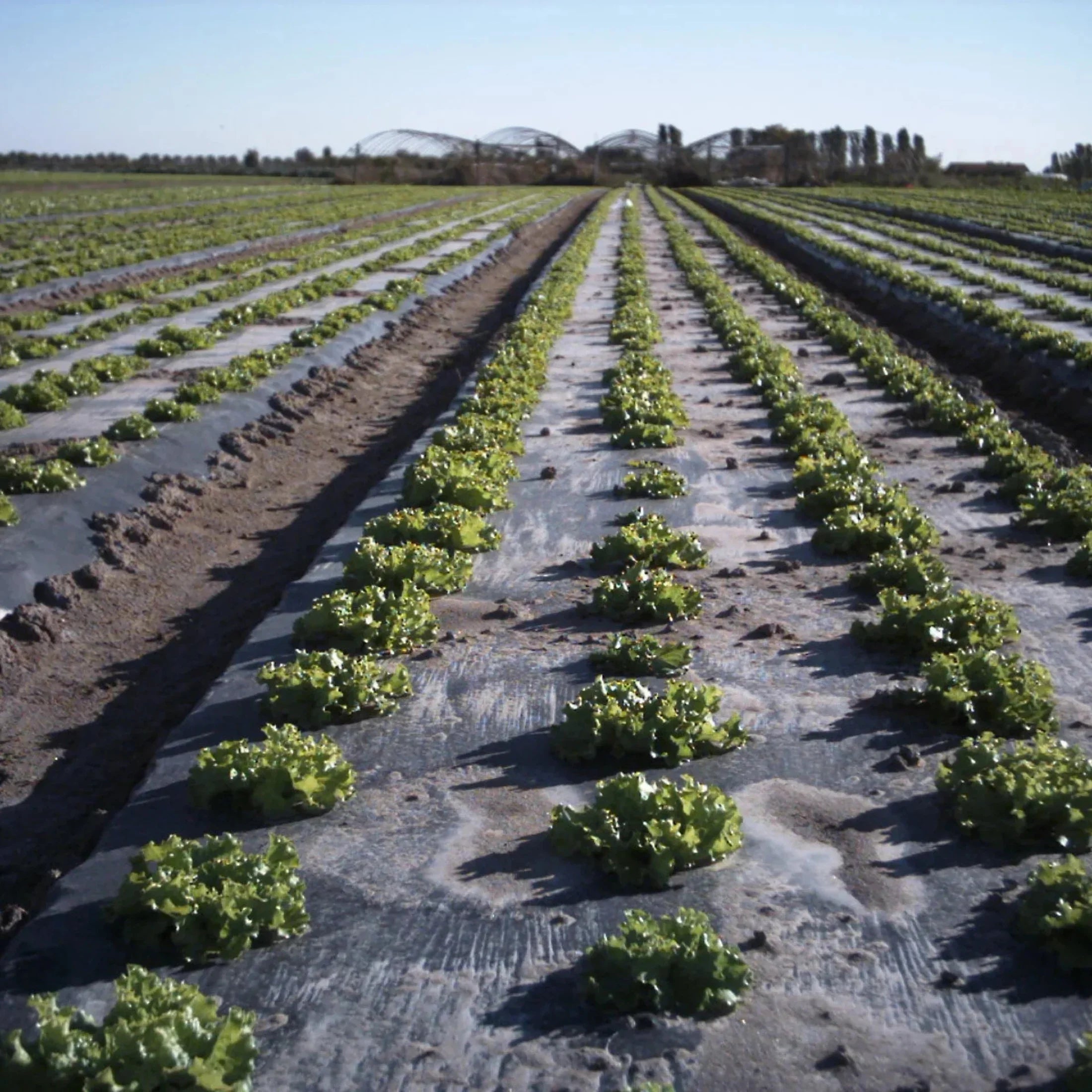Rows of lettuce growing in an organized, open agricultural field under clear sky