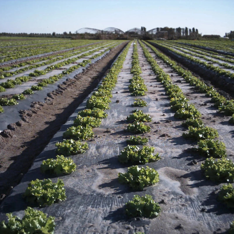 Rows of lettuce growing in an organized, open agricultural field under clear sky